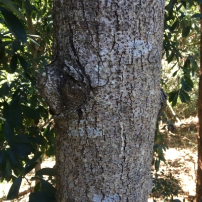 Rhodosphaera rhodanthema (Deep Yellowwood) at Paten Park - 7 Jul 2023 by PatenP