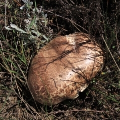 Agaricus sp. (Agaricus) at Top Hut TSR - 14 Mar 2022 by AndyRoo