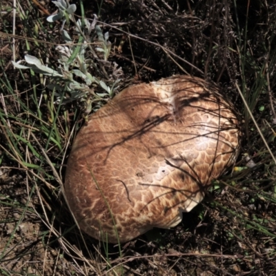 Agaricus sp. (Agaricus) at Dry Plain, NSW - 14 Mar 2022 by AndyRoo