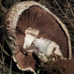 Agaricus sp. at Dry Plain, NSW - 14 Mar 2022 12:54 PM