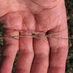 Anthosachne scabra (Common Wheat-grass) at Top Hut TSR - 14 Mar 2022 by AndyRoo