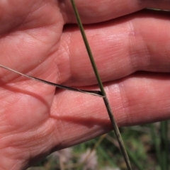 Anthosachne scabra at Dry Plain, NSW - 14 Mar 2022