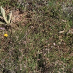 Anthosachne scabra at Dry Plain, NSW - 14 Mar 2022