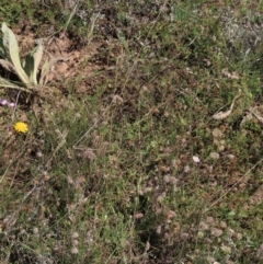 Anthosachne scabra at Dry Plain, NSW - 14 Mar 2022 01:01 PM