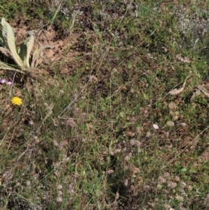 Anthosachne scabra at Dry Plain, NSW - 14 Mar 2022 01:01 PM