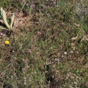 Anthosachne scabra at Dry Plain, NSW - 14 Mar 2022