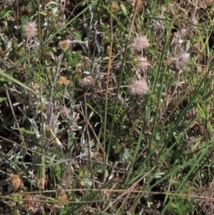 Anthosachne scabra at Dry Plain, NSW - 14 Mar 2022 01:01 PM