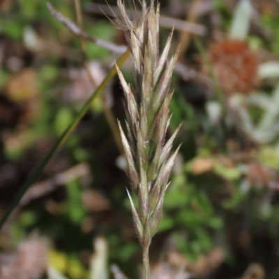 Enneapogon nigricans (Nine-awn Grass, Bottlewashers) at Top Hut TSR - 14 Mar 2022 by AndyRoo