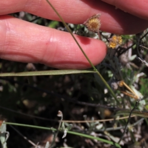 Enneapogon nigricans at Dry Plain, NSW - 14 Mar 2022 01:01 PM