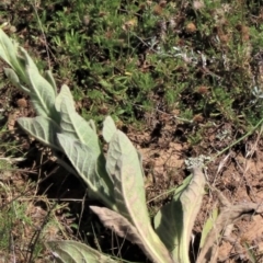 Verbascum thapsus subsp. thapsus (Great Mullein, Aaron's Rod) at Top Hut TSR - 14 Mar 2022 by AndyRoo