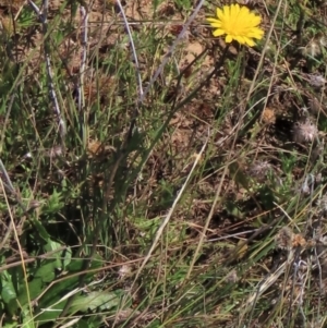 Hypochaeris radicata at Dry Plain, NSW - 14 Mar 2022 01:01 PM