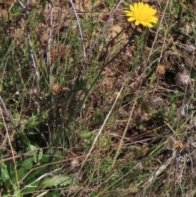 Hypochaeris radicata (Cat's Ear, Flatweed) at Top Hut TSR - 14 Mar 2022 by AndyRoo