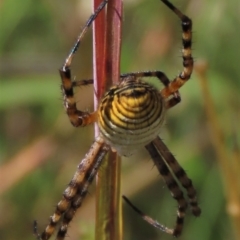 Argiope trifasciata (Banded orb weaver) at Top Hut TSR - 14 Mar 2022 by AndyRoo