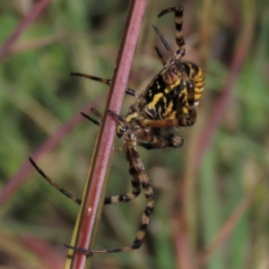 Argiope trifasciata at Dry Plain, NSW - 14 Mar 2022 01:11 PM