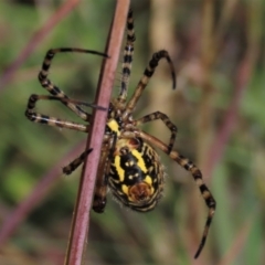 Argiope trifasciata at Dry Plain, NSW - 14 Mar 2022