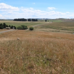 Themeda triandra (Kangaroo Grass) at Dry Plain, NSW - 14 Mar 2022 by AndyRoo