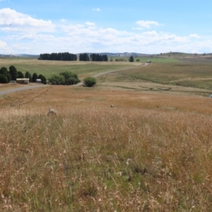 Themeda triandra at Dry Plain, NSW - 14 Mar 2022 01:06 PM