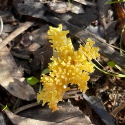 Ramaria sp. (A Coral fungus) at Mount Majura - 7 Jul 2023 by Evie