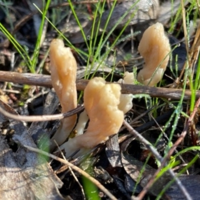 Clavulina sp. (A coral fungus) at Hackett, ACT - 7 Jul 2023 by Evie