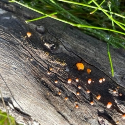 Heterotextus sp. (A yellow saprophytic jelly fungi) at Hackett, ACT - 7 Jul 2023 by Evie