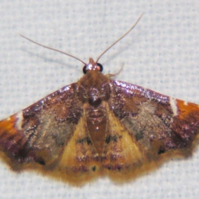 Corgatha drosera (Beautiful Hookwing) at Sheldon, QLD - 2 Apr 2011 by PJH123