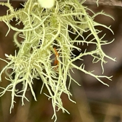 Usnea sp. (genus) (Bearded lichen) at Hackett, ACT - 7 Jul 2023 by Evie