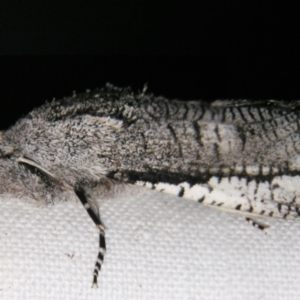 Endoxyla secta at Sheldon, QLD - suppressed