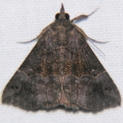 Hypena isogona (An Erebid moth) at Sheldon, QLD - 2 Apr 2011 by PJH123