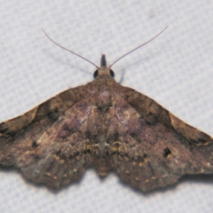 Hypertrocta brunnea at suppressed - suppressed