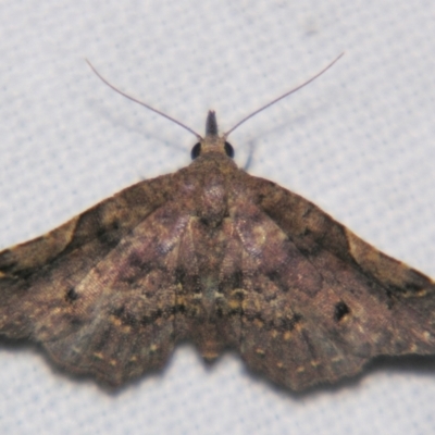 Hypertrocta brunnea (Boletobiinae) at Sheldon, QLD - 2 Apr 2011 by PJH123