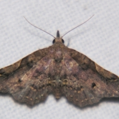 Hypertrocta brunnea (Boletobiinae) at Sheldon, QLD - 2 Apr 2011 by PJH123