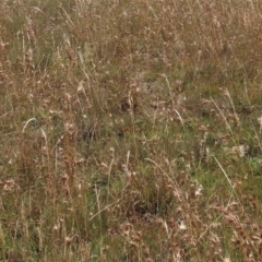 Dichelachne sp. (Plume Grasses) at Top Hut TSR - 14 Mar 2022 by AndyRoo