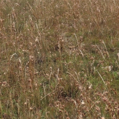 Dichelachne sp. (Plume Grasses) at Top Hut TSR - 14 Mar 2022 by AndyRoo