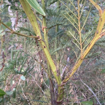 Acacia decurrens (Green Wattle) at Wingecarribee Local Government Area - 6 Jul 2023 by Baronia