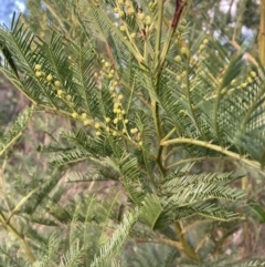 Acacia decurrens at Berrima, NSW - 6 Jul 2023 03:02 PM