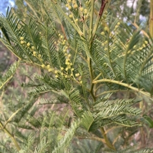 Acacia decurrens at Berrima, NSW - 6 Jul 2023