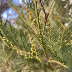 Acacia decurrens at Berrima, NSW - 6 Jul 2023 03:02 PM