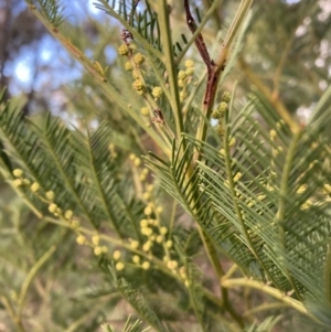 Acacia decurrens at Berrima, NSW - 6 Jul 2023 03:02 PM