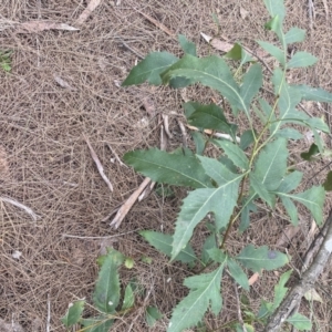 Lomatia silaifolia at Berrima - 22 Jun 2023