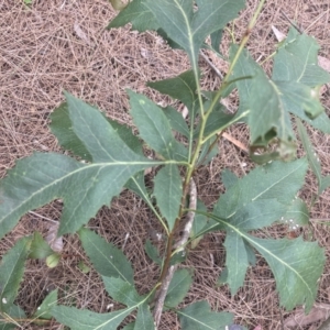 Lomatia silaifolia at Berrima - 22 Jun 2023