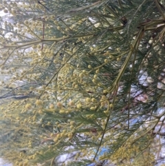 Acacia decurrens (Green Wattle) at Berrima River Reserve - 6 Jul 2023 by Baronia