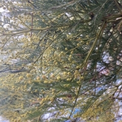 Acacia decurrens (Green Wattle) at Wingecarribee Local Government Area - 6 Jul 2023 by Baronia