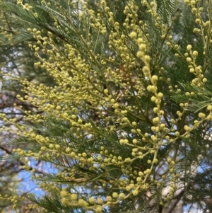 Acacia decurrens at Berrima, NSW - 6 Jul 2023
