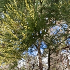 Acacia decurrens at Berrima, NSW - 6 Jul 2023 02:20 PM