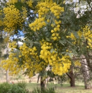 Acacia sp. at Berrima, NSW - 6 Jul 2023 02:21 PM