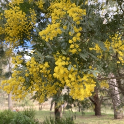 Acacia sp. (A Wattle) at Berrima - 6 Jul 2023 by Baronia