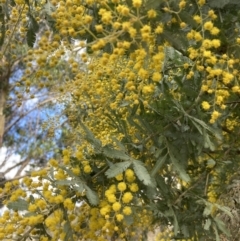 Acacia sp. at Berrima, NSW - 6 Jul 2023