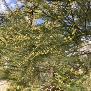 Acacia sp. at Berrima, NSW - 6 Jul 2023