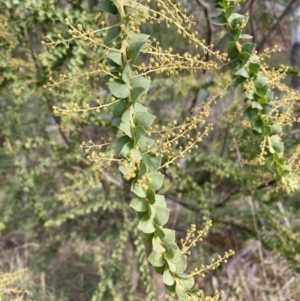 Acacia pravissima at Berrima, NSW - 6 Jul 2023