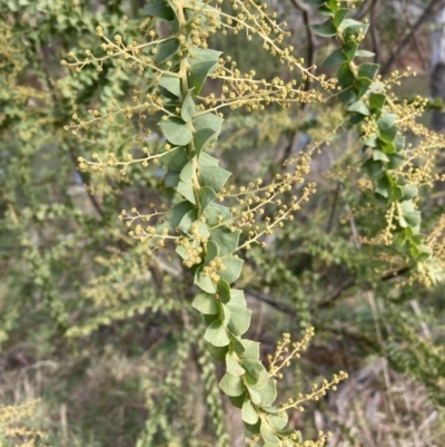 Acacia pravissima (Wedge-leaved Wattle, Ovens Wattle) at Berrima River Reserve - 6 Jul 2023 by Baronia